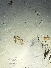 Ceuthophilus hesperus