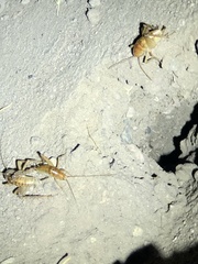 Ceuthophilus hesperus