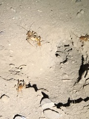 Ceuthophilus hesperus