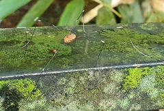 Pseudogagrella splendens