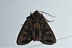 Ichneutica insignis