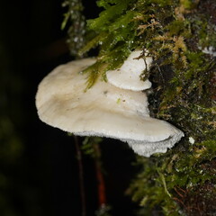 Postia lactea