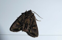 Ichneutica insignis