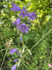 Campanula bononiensis