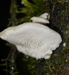Postia lactea