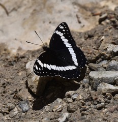 Limenitis weidemeyerii nevadae