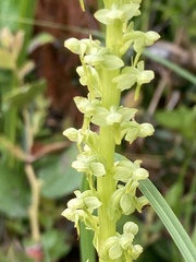 Platanthera stricta