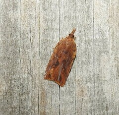 Planotortrix notophaea