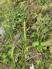 Platanthera stricta