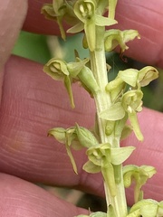 Platanthera stricta