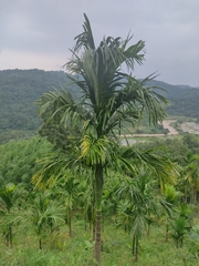 Areca catechu