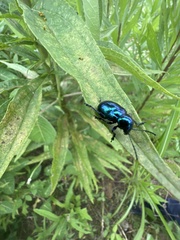 Chrysochus chinensis