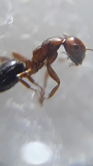 Camponotus nirvanae