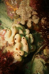 Polysyncraton