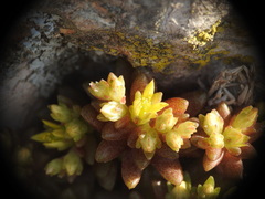 Sedum litoreum