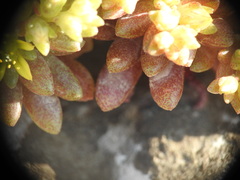 Sedum litoreum