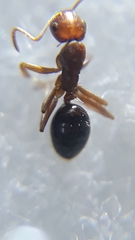 Camponotus nirvanae