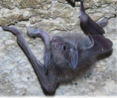 Desmodontinae