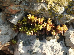Sedum litoreum