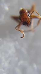 Camponotus nirvanae