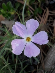 Phlox sibirica
