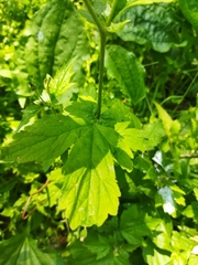 Geum urbanum