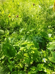 Geum urbanum