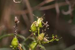 Hypericum empetrifolium