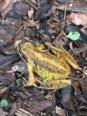 Rana temporaria