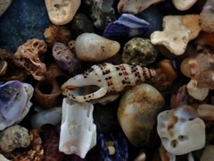 Maculotriton serriale