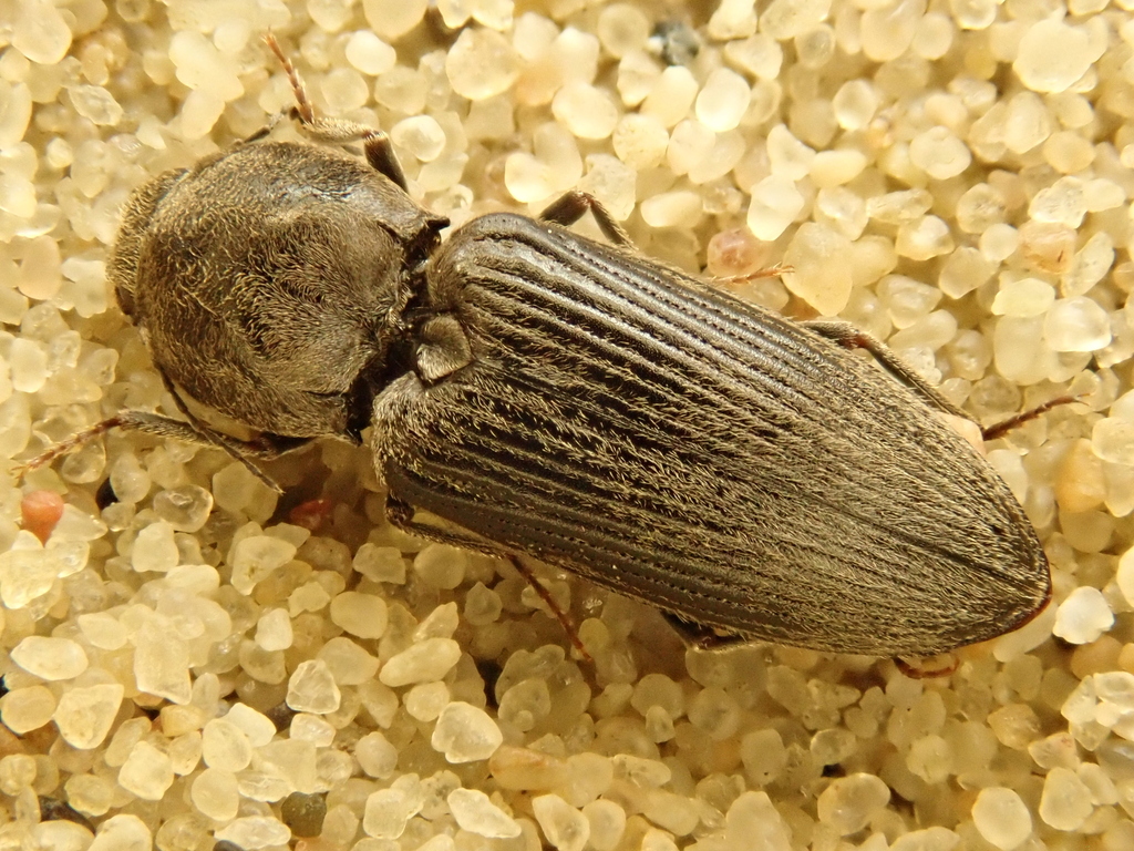 Dicronychus equisetioides