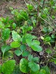 Pyrola minor