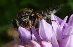 Leptarthrus brevirostris