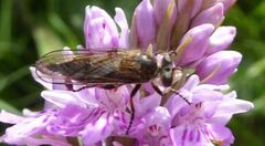 Leptarthrus brevirostris