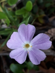 Phlox sibirica