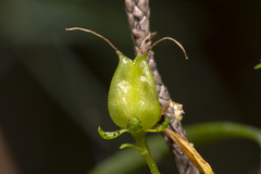 Hypericum empetrifolium