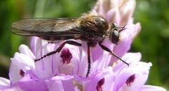 Leptarthrus brevirostris