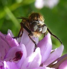 Leptarthrus brevirostris