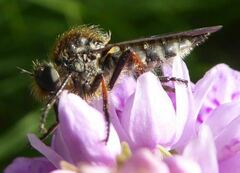 Leptarthrus brevirostris