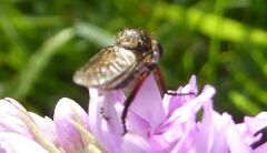 Leptarthrus brevirostris