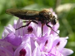 Leptarthrus brevirostris