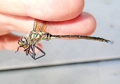 Somatochlora forcipata