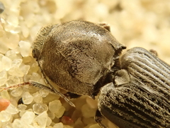 Dicronychus equisetioides