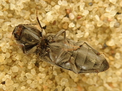 Dicronychus equisetioides