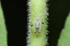 Compsidolon salicellum