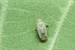 Compsidolon salicellum