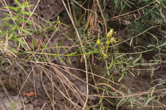 Hypericum empetrifolium