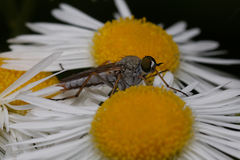 Acrosathe annulata
