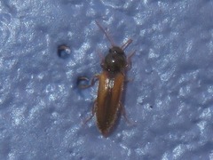 Adrastus pallens