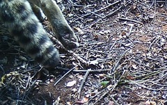 Prionailurus bengalensis